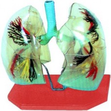 TRANSPARENT LUNGS MODEL
